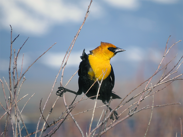 Yellow-headed Blackbird by Simon Thompson
